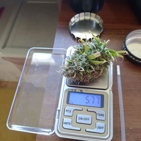 Low Afghan  growlog photo: Top max 3ml/l pierwszy raz