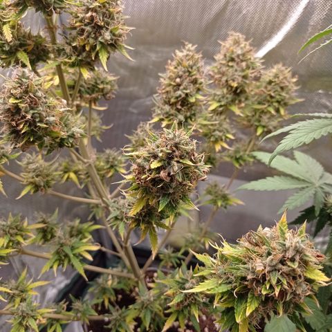 Low Afghan  growlog photo: Top max 3ml/l pierwszy raz