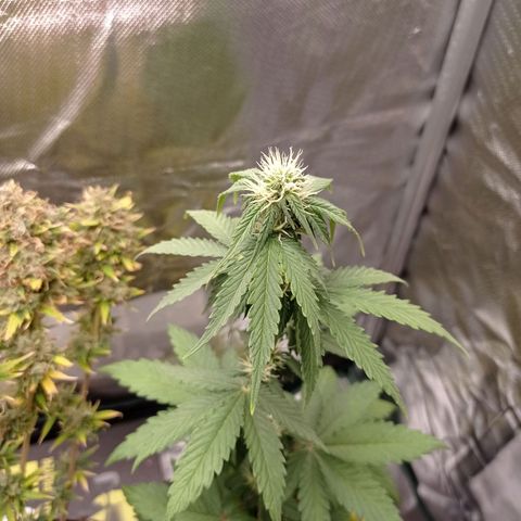 Somango Glue growlog timeline photo