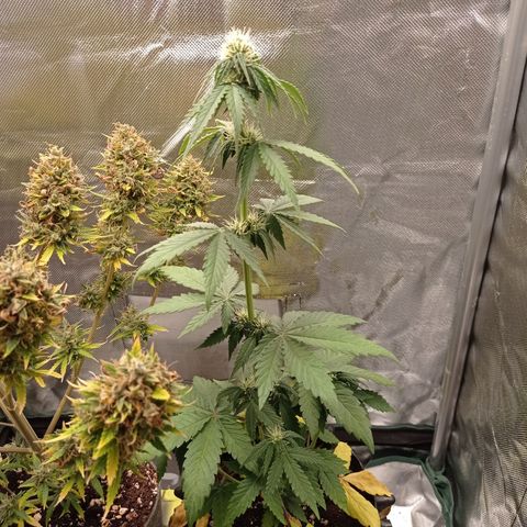 Somango Glue growlog timeline photo