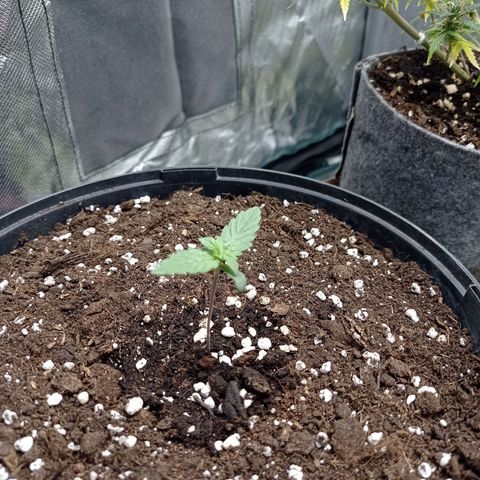 Wedding Cake growlog timeline photo