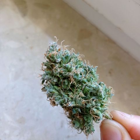 Low Afghan  growlog timeline photo