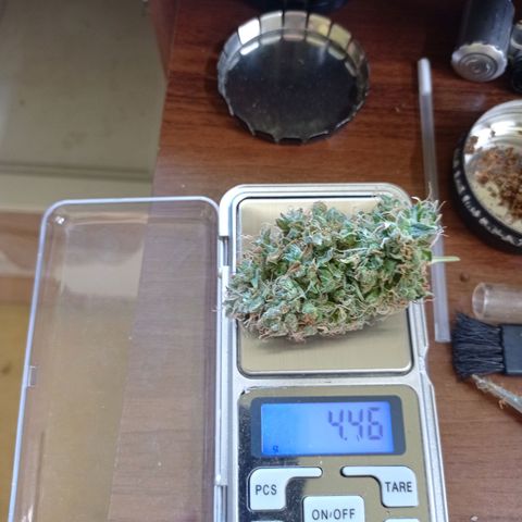 Low Afghan  growlog timeline photo