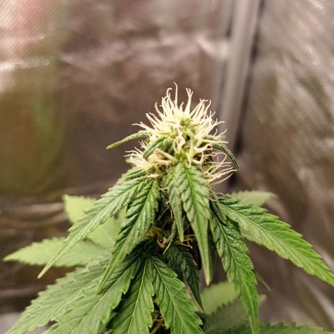 Somango Glue growlog photo: Pierwsze trichomki