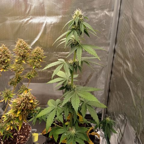 Somango Glue growlog photo: Pierwsze trichomki
