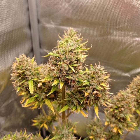 Low Afghan  growlog timeline photo