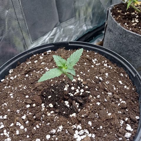 Wedding Cake growlog timeline photo