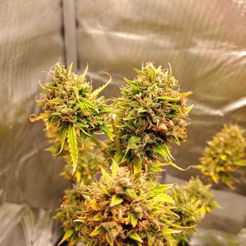 Low Afghan  growlog timeline photo