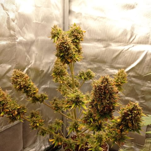 Low Afghan  growlog timeline photo