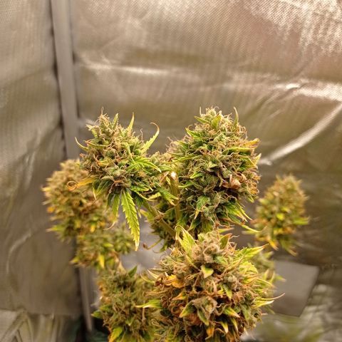 Low Afghan  growlog timeline photo