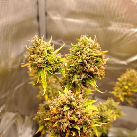 Low Afghan  growlog timeline photo