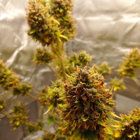 Low Afghan  growlog timeline photo