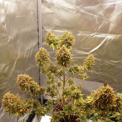 Low Afghan  growlog timeline photo