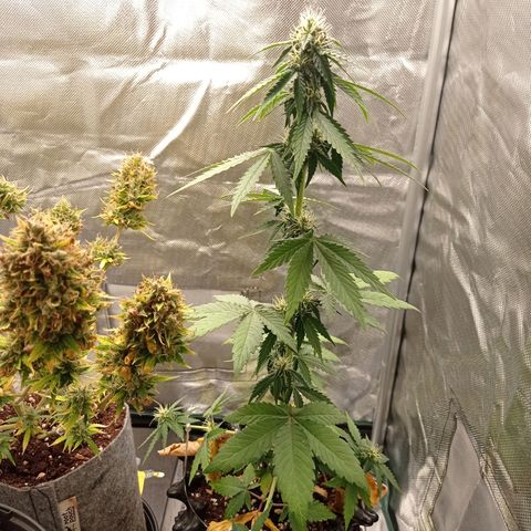 Somango Glue growlog timeline photo