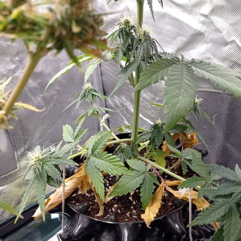 Somango Glue growlog timeline photo
