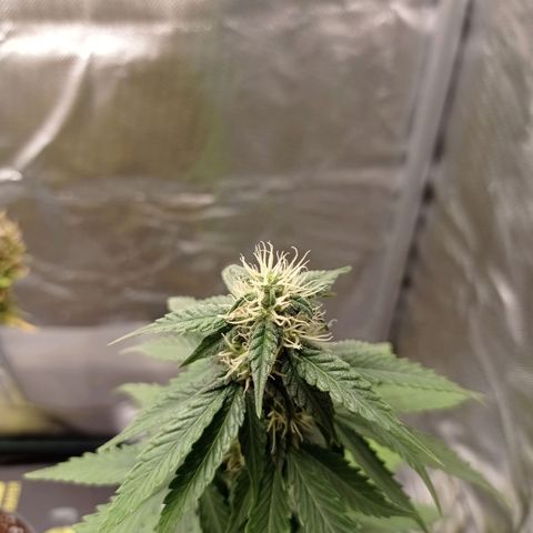 Somango Glue growlog timeline photo