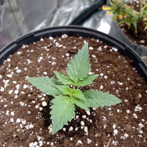 Wedding Cake growlog timeline photo
