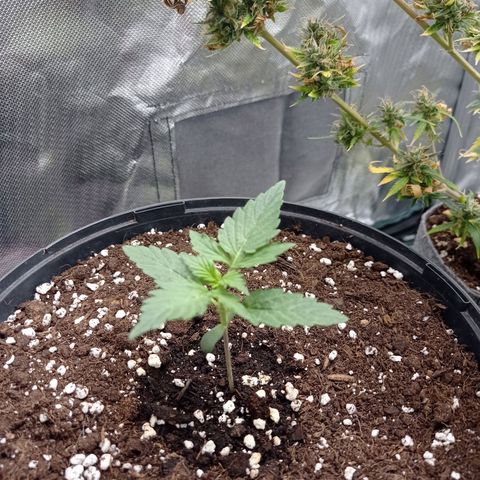 Wedding Cake growlog timeline photo