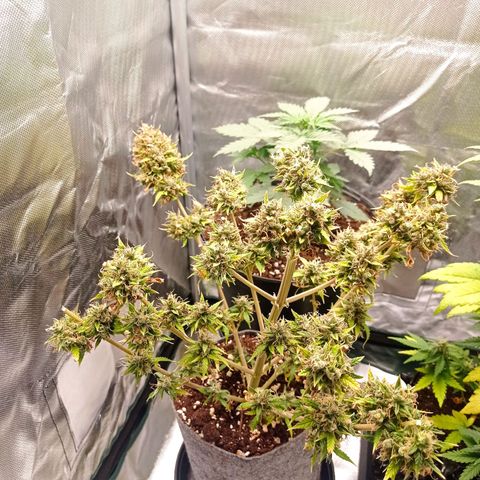 Low Afghan  growlog timeline photo