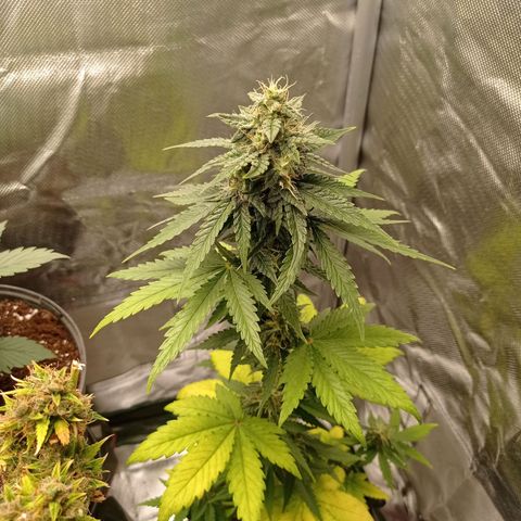 Somango Glue growlog timeline photo