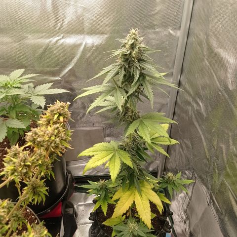 Somango Glue growlog timeline photo
