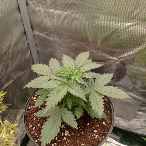Wedding Cake growlog timeline photo