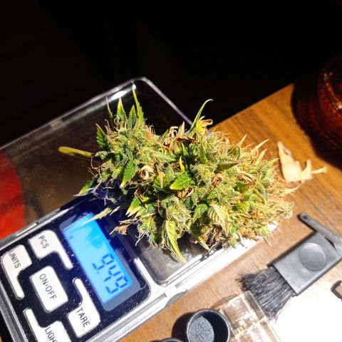 Low Afghan  growlog photo: Ostatni duży top ścięty 