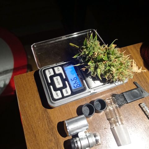 Low Afghan  growlog photo: Ostatni duży top ścięty 