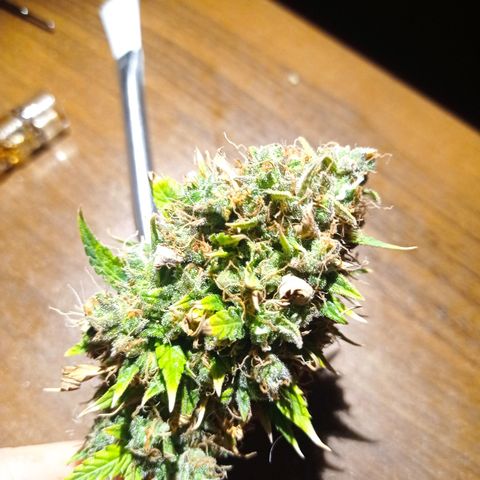 Low Afghan  growlog photo: Ostatni duży top ścięty 