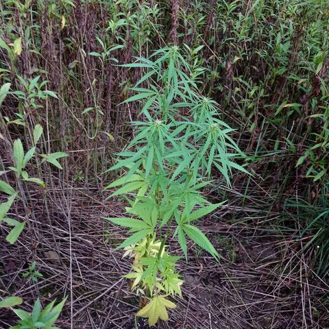 Mavis growlog timeline photo