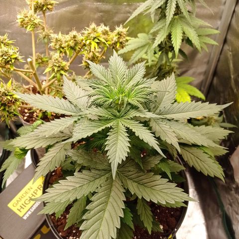 Wedding Cake growlog timeline photo