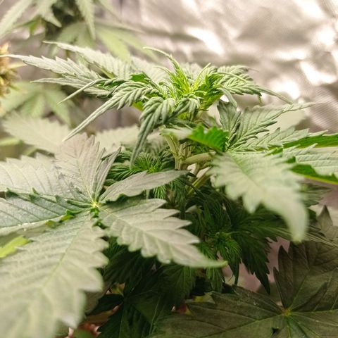 Wedding Cake growlog timeline photo