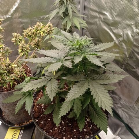 Wedding Cake growlog timeline photo