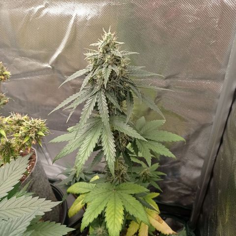 Somango Glue growlog timeline photo