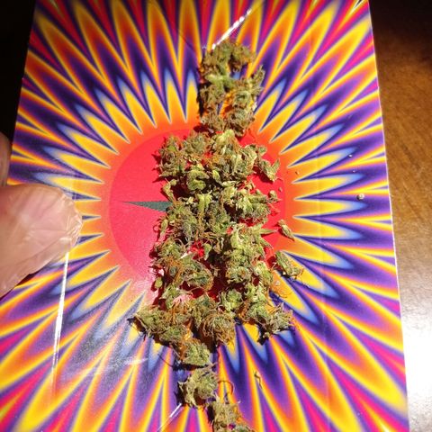 Low Afghan  growlog timeline photo