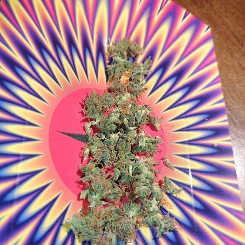 Low Afghan  growlog timeline photo