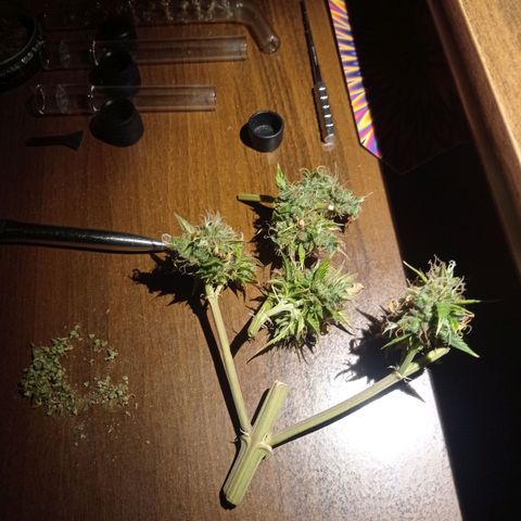 Low Afghan  growlog timeline photo