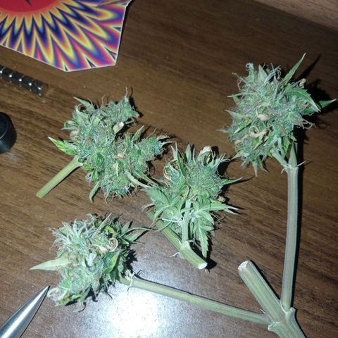 Low Afghan  growlog timeline photo