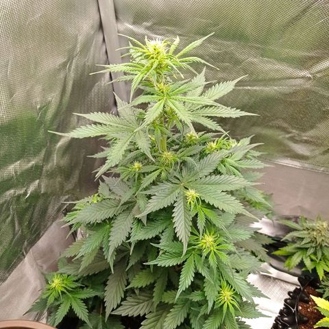 Wedding Cake growlog timeline photo