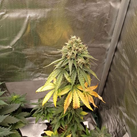 Somango Glue growlog timeline photo