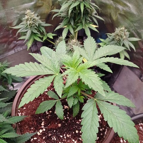 Purple Haze  growlog timeline photo