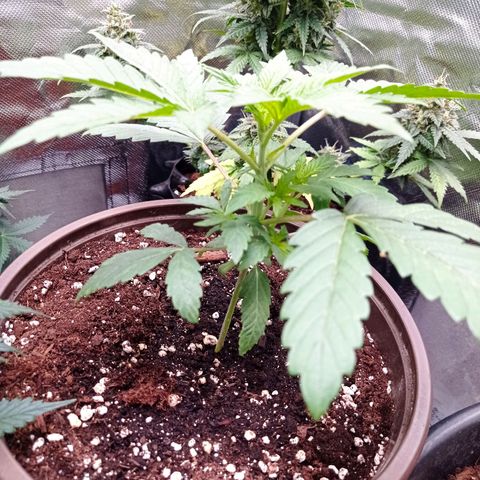 Purple Haze  growlog timeline photo
