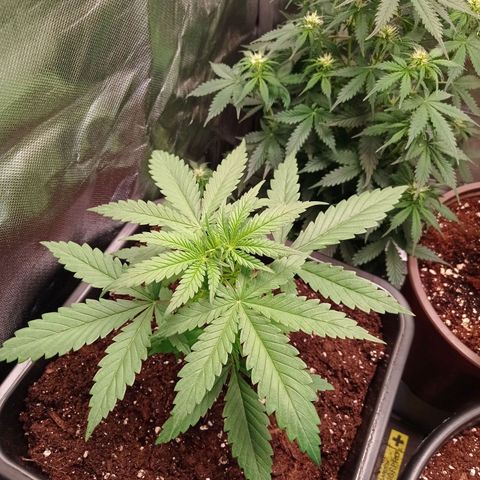 Critical Kush  growlog timeline photo
