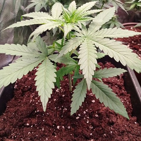 Critical Kush  growlog timeline photo