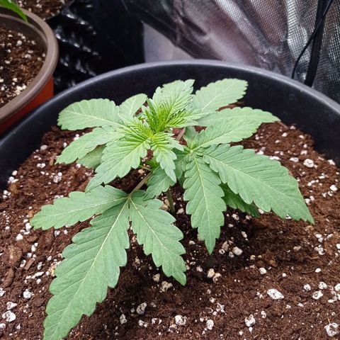 GHO Cookies growlog timeline photo