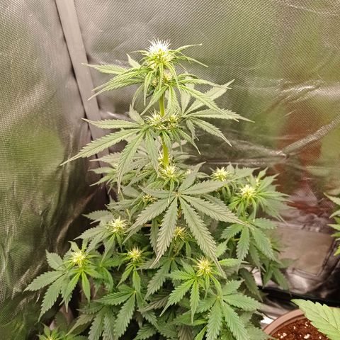Wedding Cake growlog timeline photo
