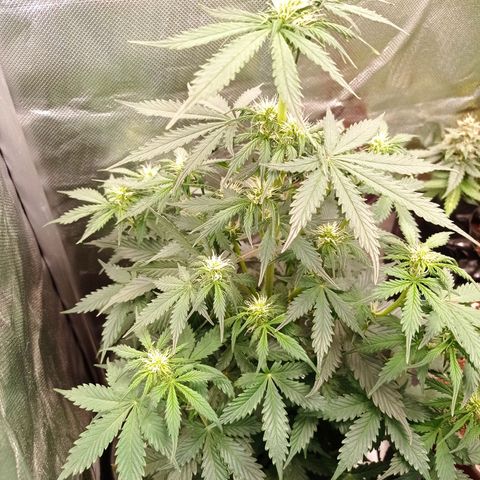 Wedding Cake growlog timeline photo