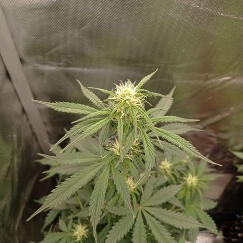 Wedding Cake growlog timeline photo