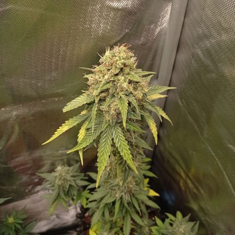 Somango Glue growlog timeline photo