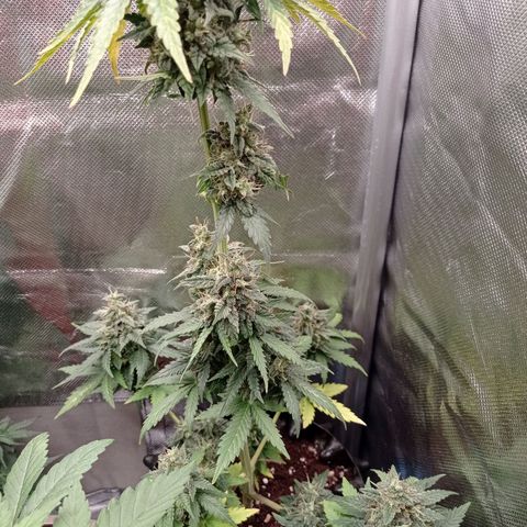 Somango Glue growlog timeline photo